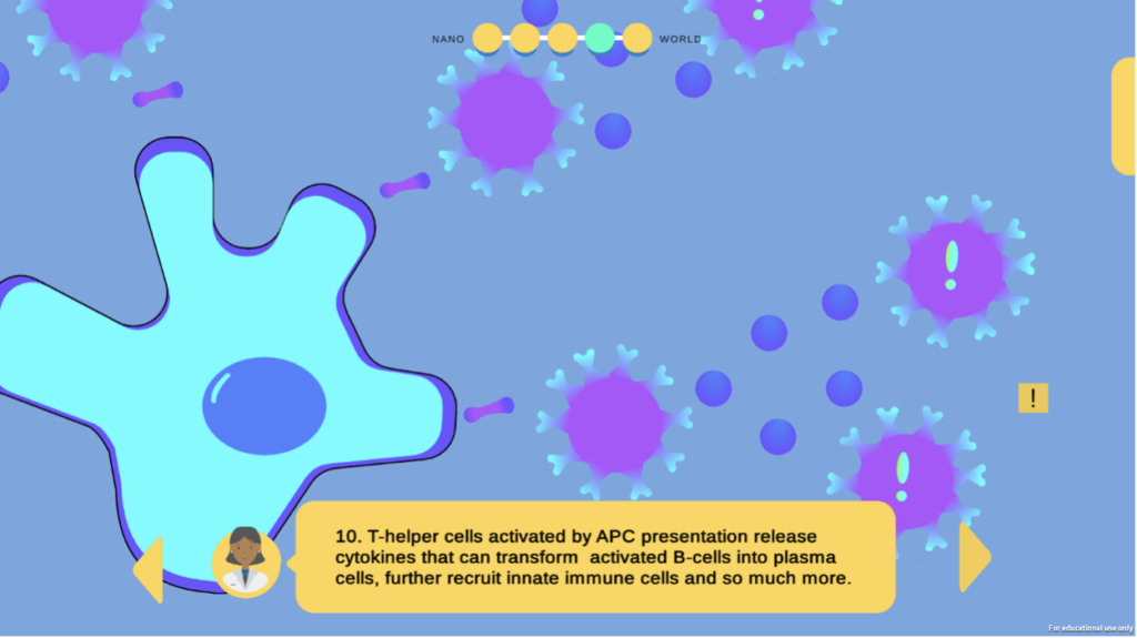 The image shows a screen of the final version of the knowledge translation game showing T-helper cells activated by APC presentation release cytokines transforming activated B-cells into plasma cells.